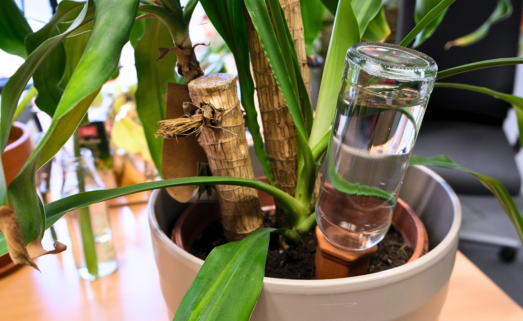 Bewässerungshilfe Ton für Flasche Zimmerpflanze
