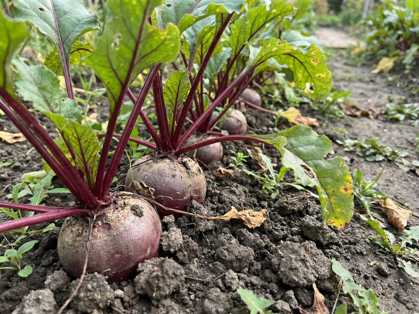 Bio Saatgut Rote Beete 'Gesche SG' – keep it grün