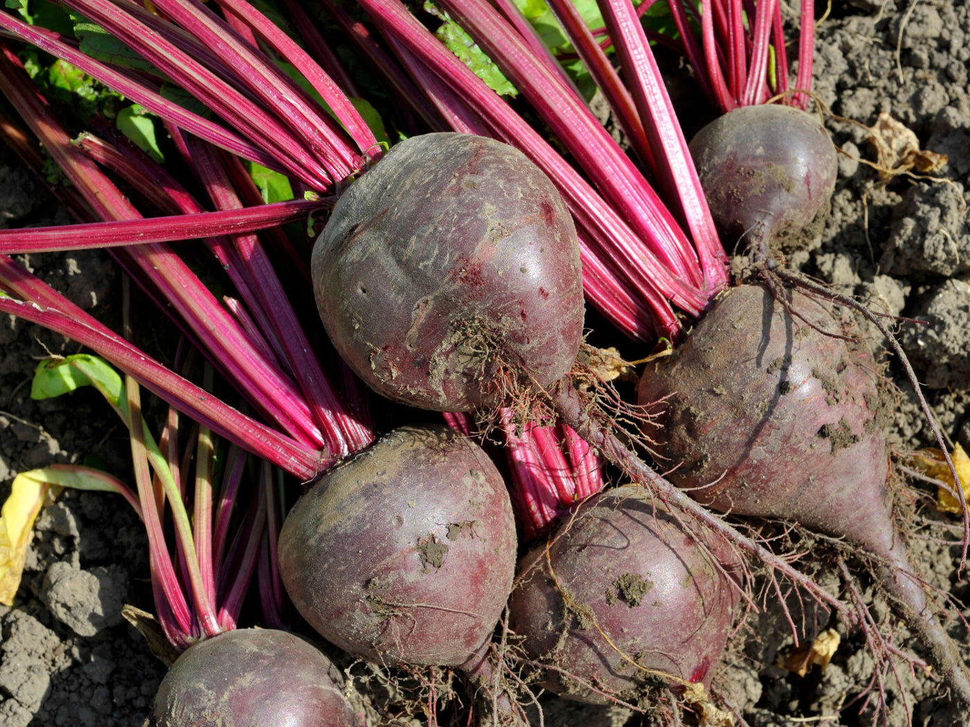Bio Saatgut Rote Beete 'Gesche SG' – keep it grün