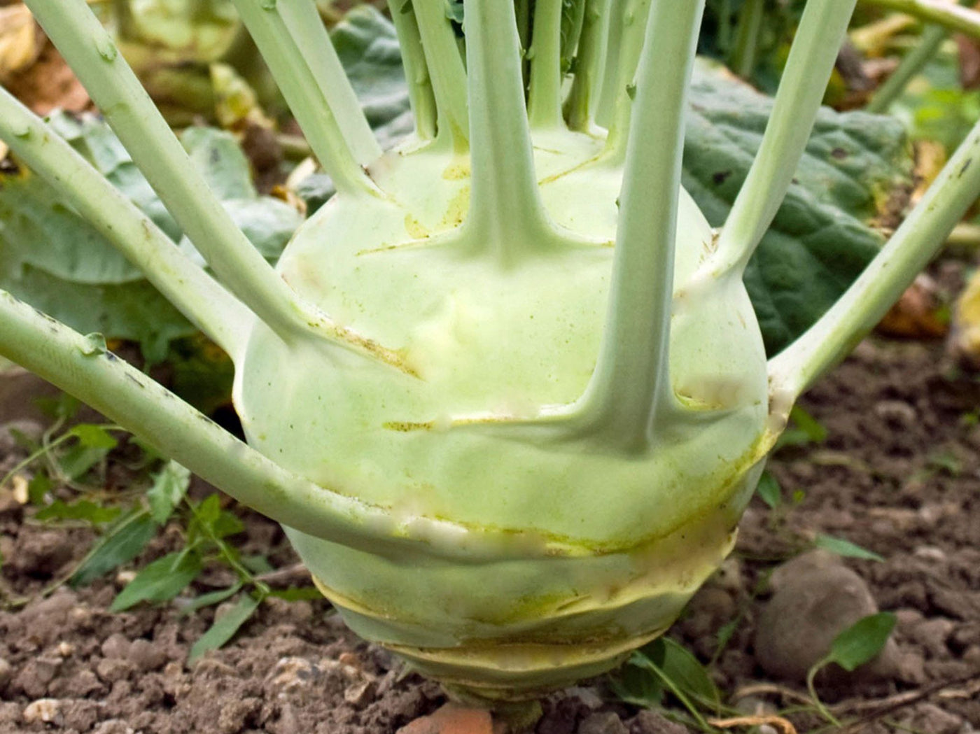 kohlrabi saatgut gewinnen Bio Saatgut Kohlrabi 'Superschmelz' – keep it grün