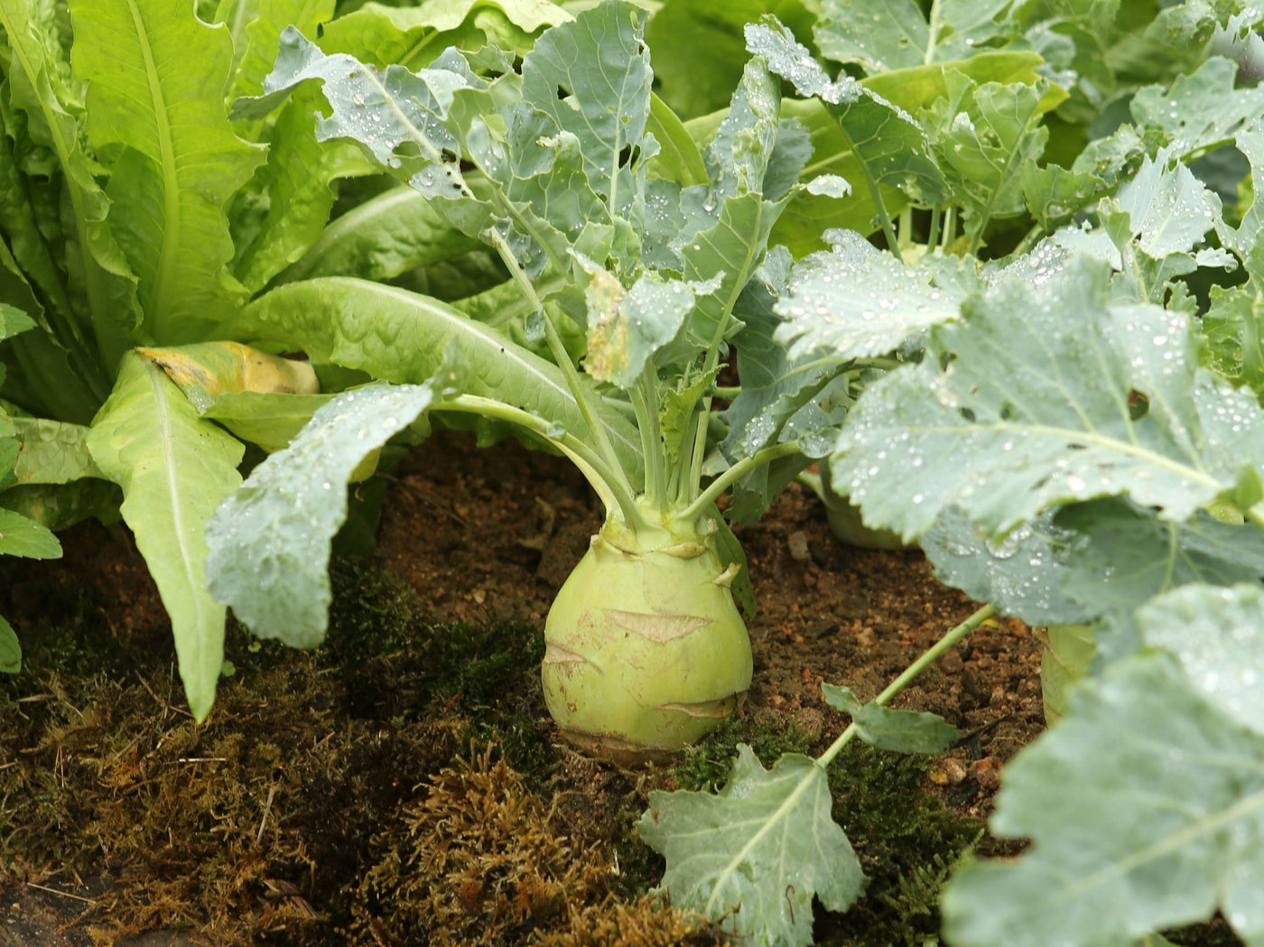 Bio Saatgut Kohlrabi 'Superschmelz' – keep it grün
