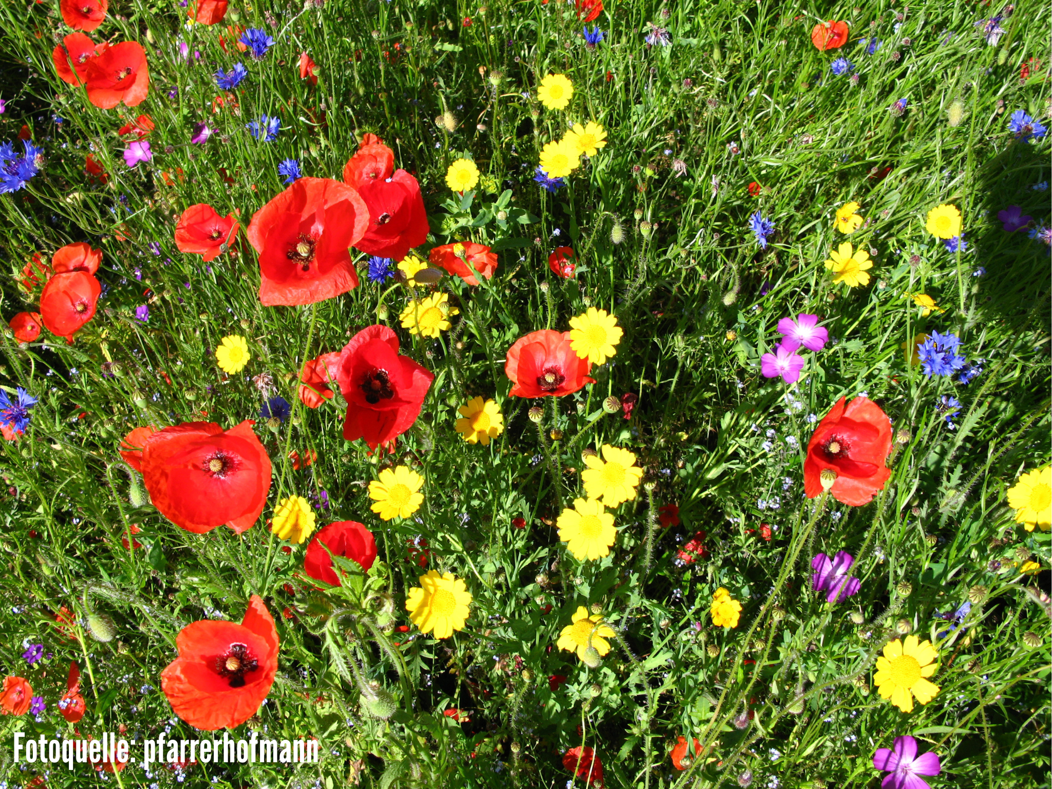 Bunte Blumenwiese mit roten Mohnblumen, gelben und blauen Wildblumen im Sommer