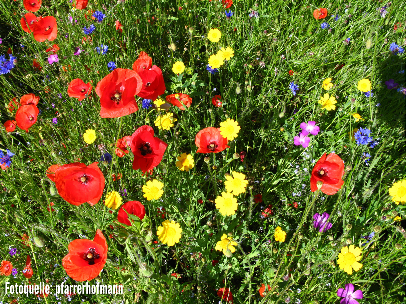 Saatgutmischung Wildblumen für den Garten (Kornrad & Mohni)