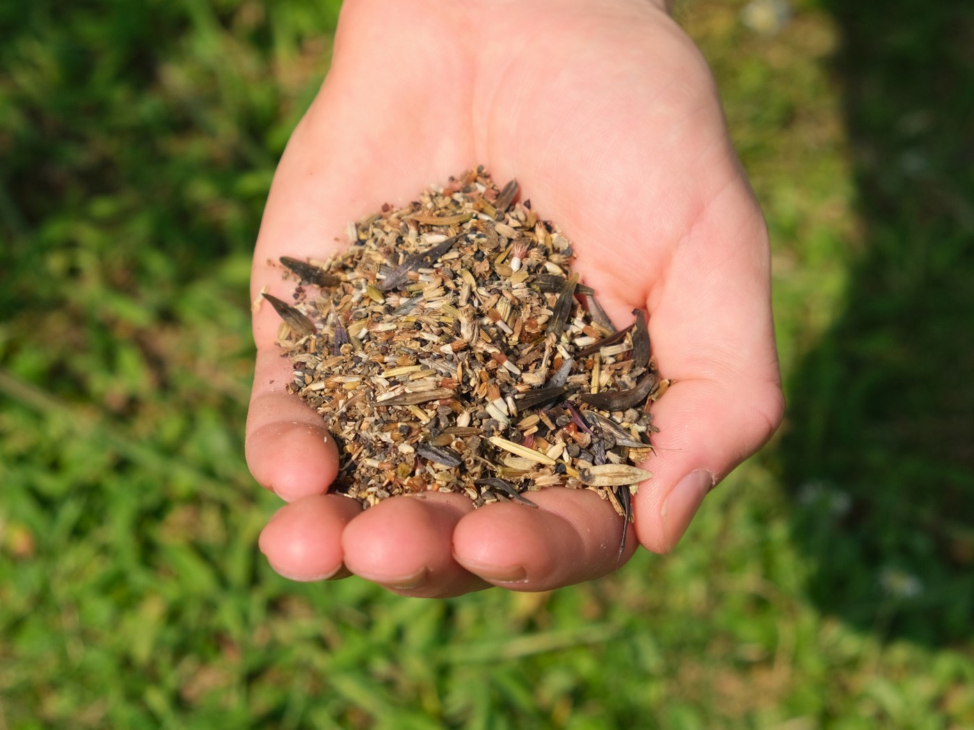 regionalisierte Wildpflanzen Saatgutmischung für den Garten (Garten Summerland)