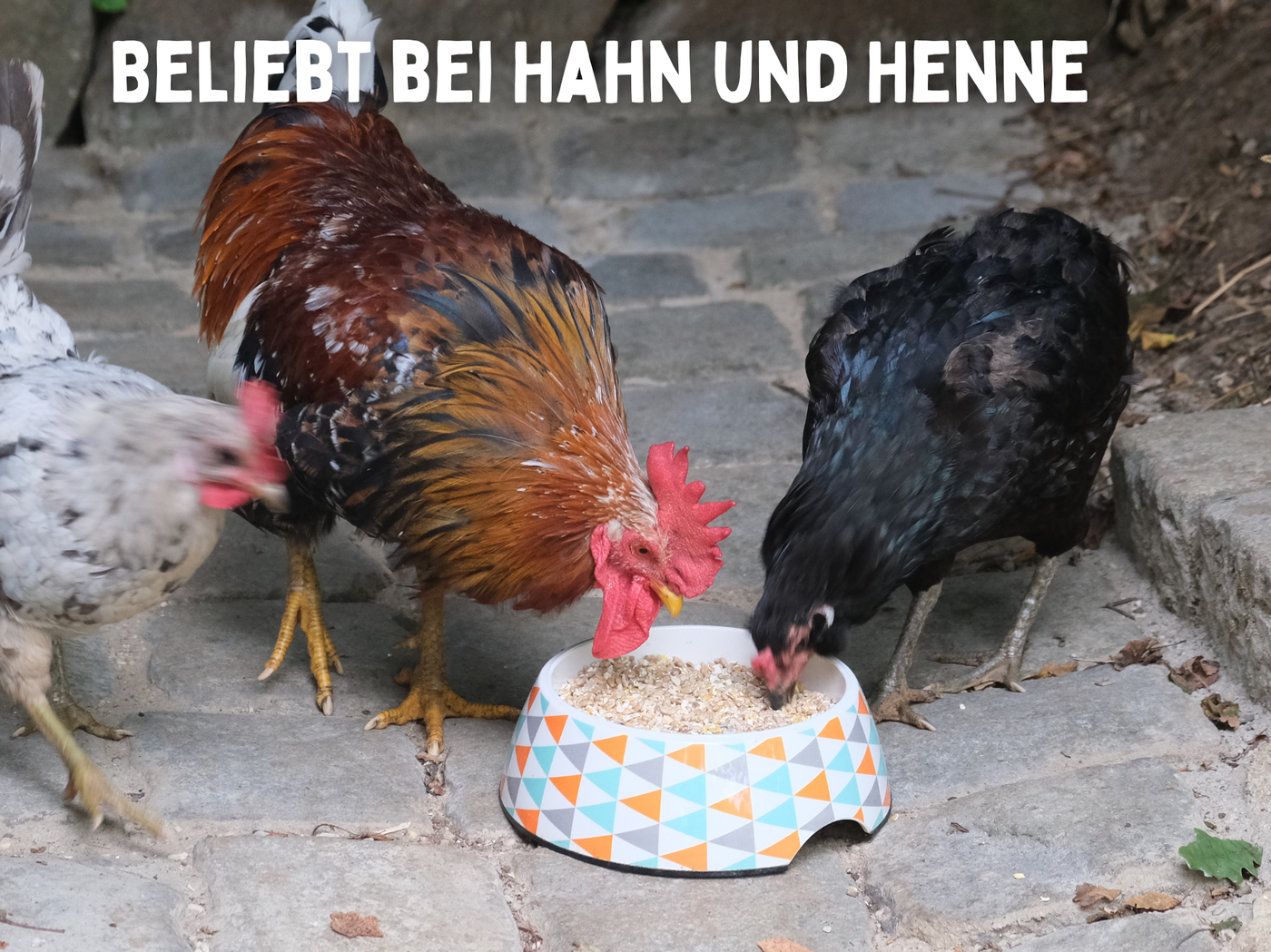 Futterkohle für Hühner