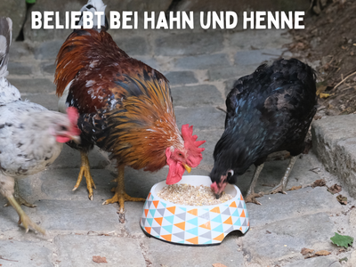 Futterkohle für Hühner