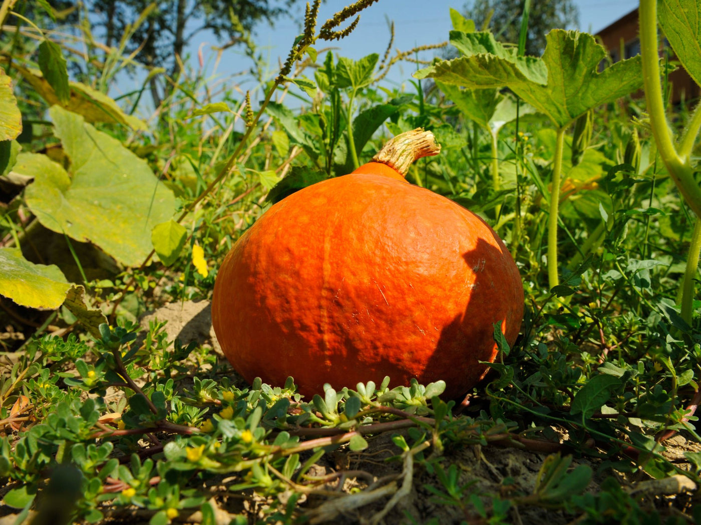 Bio Saatgut Hokkaido Kürbis 'Red Kuri' – keep it grün