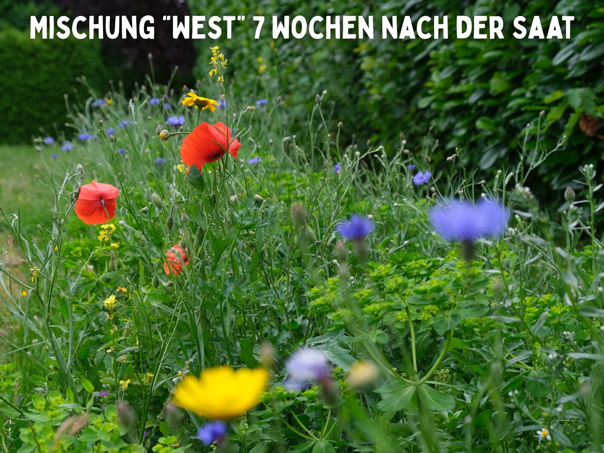regionales Wildpflanzen Saatgut für den Garten (10qm) 🌼 – keep it grün