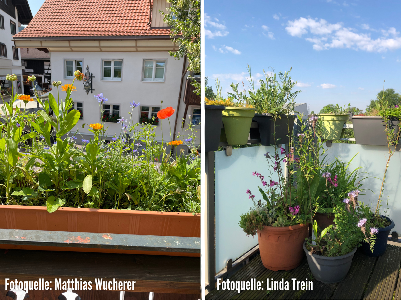 Saatgutmischung Wildblumen für Balkon und Topf (Simsalabunt)