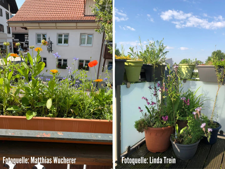 Saatgutmischung Wildblumen für Balkon & Topf 🌼 – keep it grün