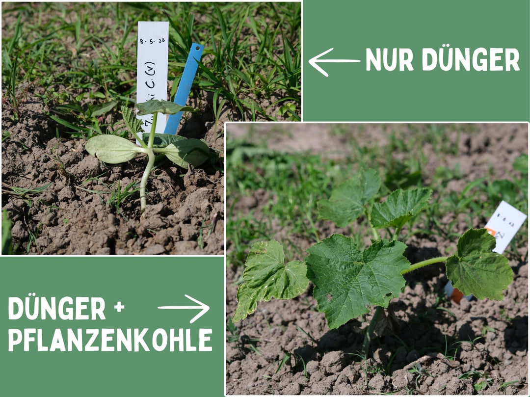 reine Pflanzenkohle (Biokohle) kaufen